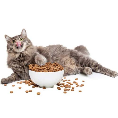 Cat Dry Food
