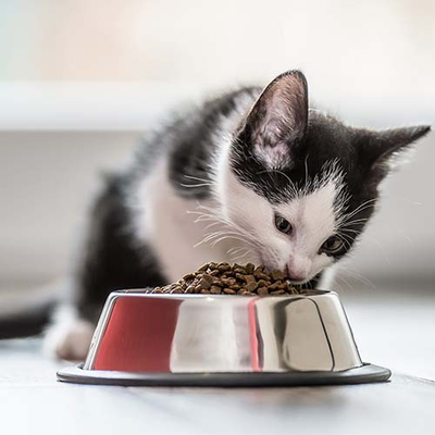 Kitten Food