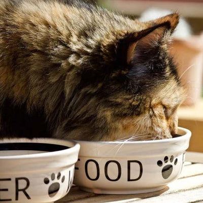 Cat Bowls & Feeders