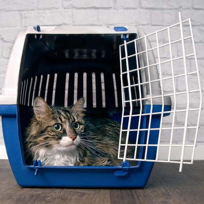 Cat Carriers