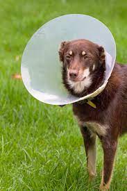 Pet Cone 47-66cm Neck Circumference