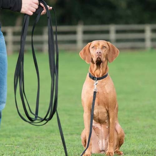 شركة الحيوانات تستدعي خط إنتاج 10M