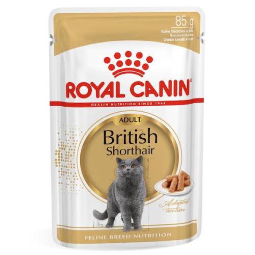 British hot sale shorthair al