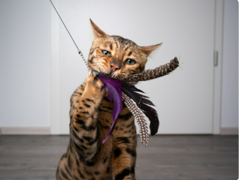 Why Toys & Play are essential for your pet