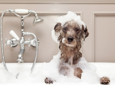 Home Grooming Tips