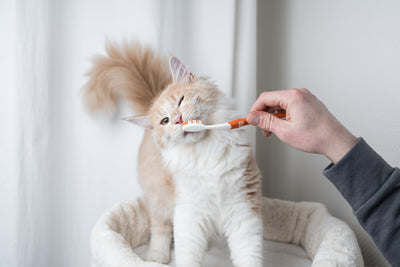 Cat Dental Care
