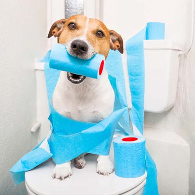 Poop & Dog Hygiene