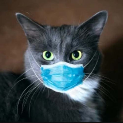 Cat Healthcare