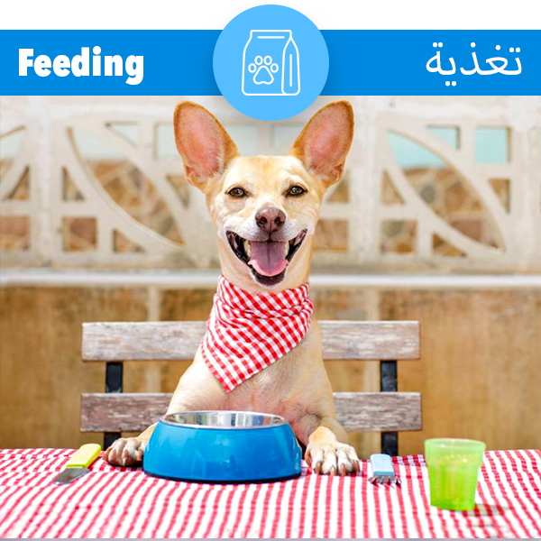Cat Collars – Bayt Al Aleefa Pet House بيت الاليفة للتجارة