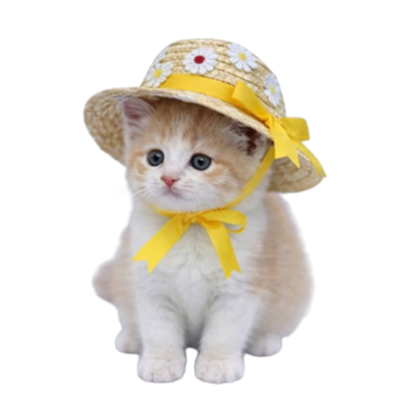 Cat Cute Summer Hat
